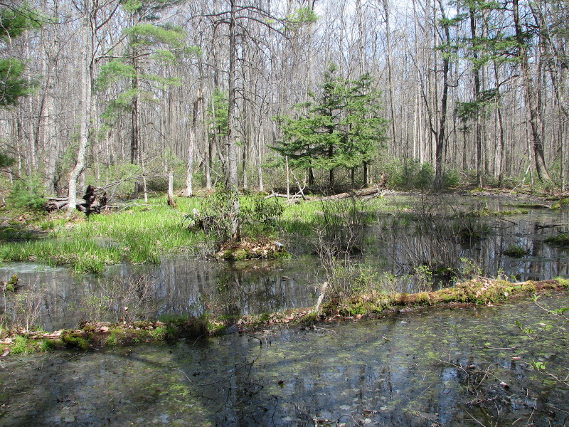 Mixed shrub and marsh vegetation pool. Credit: Betsy Leppo